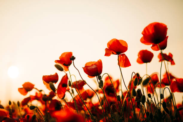 Beautiful red poppy in sunset light
