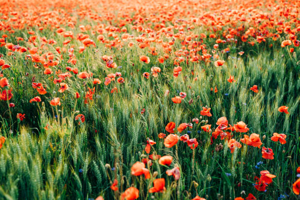 beau pavot rouge dans la lumière de coucher du soleil - poppy flower field corn poppy photos et images de collection