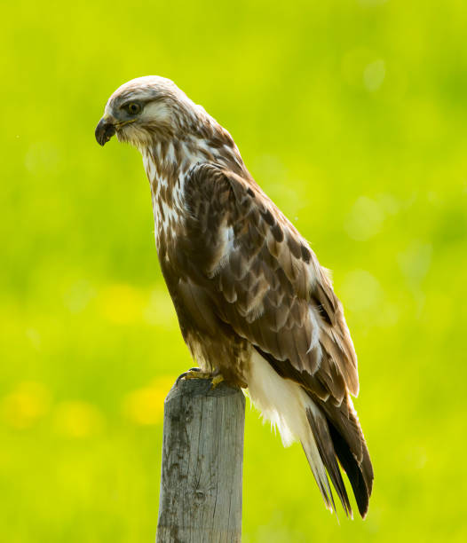 istock Coopers Hawk Stock Photo 1250242305