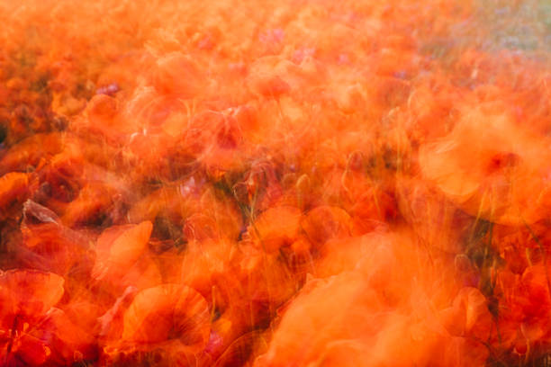 beau pavot rouge dans la lumière de coucher du soleil - poppy flower field corn poppy photos et images de collection