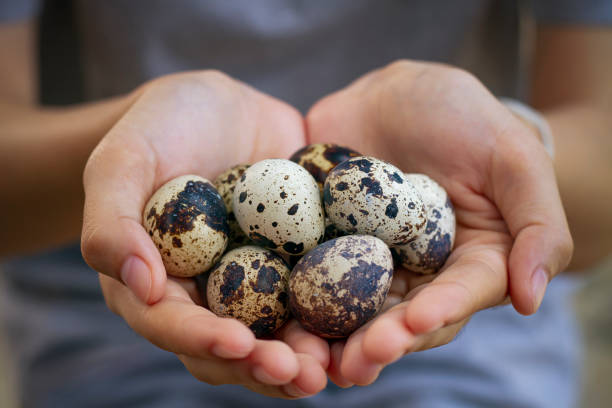 istock Natural quail eggs in asian woman hands., , Selective focus. 1250242695