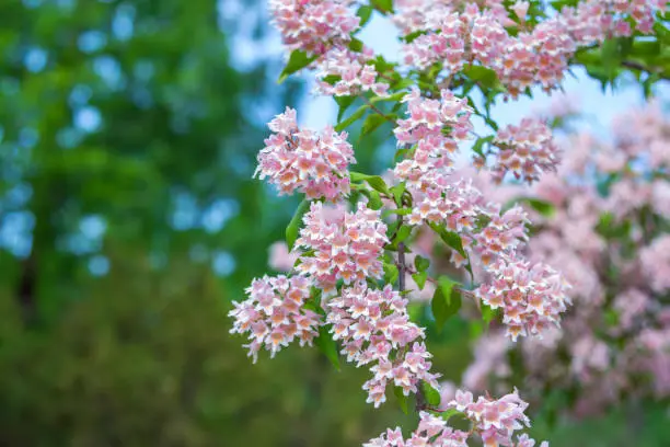 Photo of View of beautiful Linnaea amabilis or Kolkwitzia amabilis blooming bush