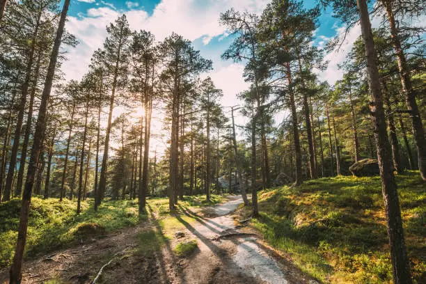 Photo of Kinsarvik, Hordaland, Norway. Sun Sunshine Summer Through Pine Tree Branches. Forest In Hardangervidda Mountain Plateau. Famous Norwegian Landmark And Popular Destination