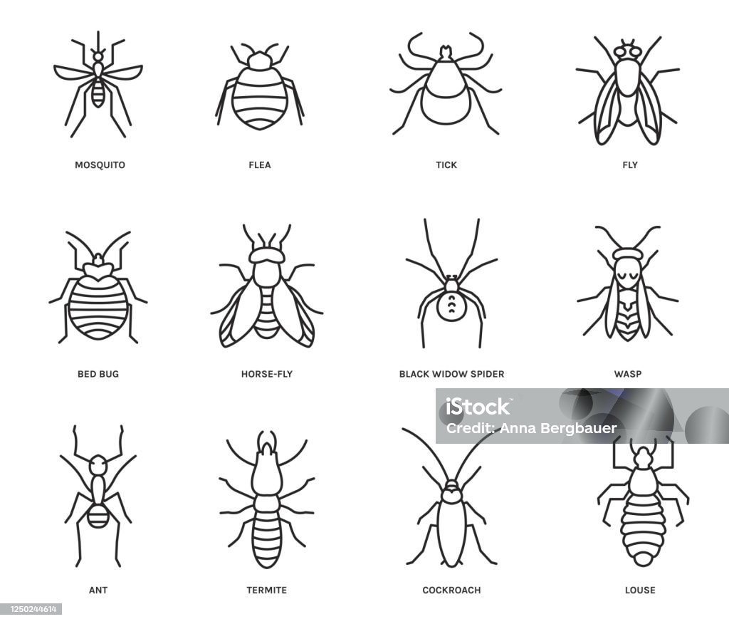 Insects Icons Set Stock Illustration - Download Image Now - Icon ...