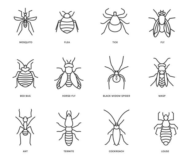 Insects icons set Insects signs. Blood-sucking insect pictogram. Outline icon. Graphic design for print, web, mobile and infographics in a simple style. Editable vector illustration isolated on white background. tick animal stock illustrations