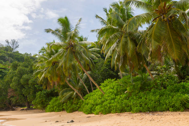 istock Paradise sandy beach. Ocean view 1250246173
