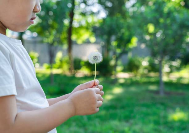 istock Child Holding Dandelion 1250246396