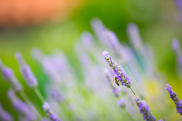 Close-up of Bee Pollinating Lavender Flower.