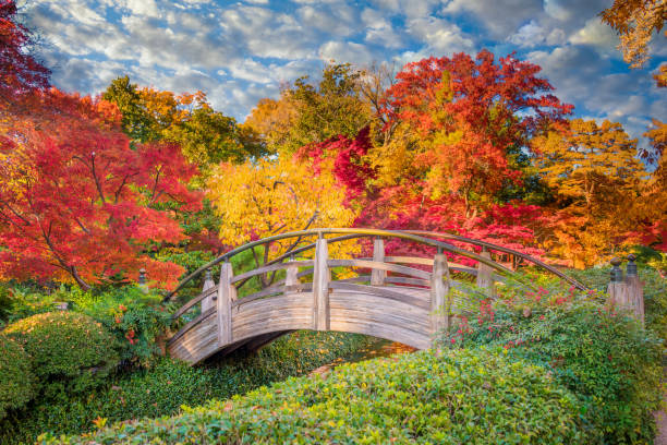 istock Moon Bridge in the Japanese Gardens 1250246586