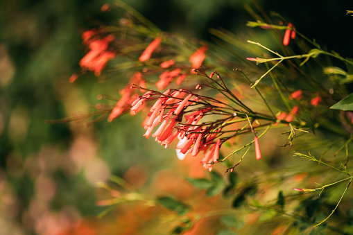 Pink Flowers Of Russelia Equisetiformis Plant In Summer Garden.