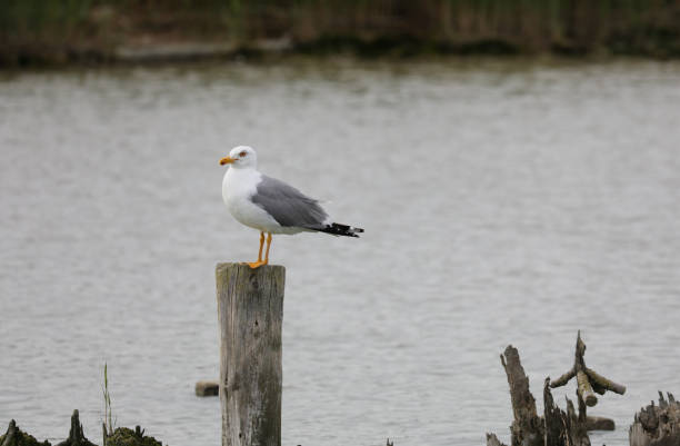 istock seagull with white breast and gray wings on the pole on the mout 1250248521