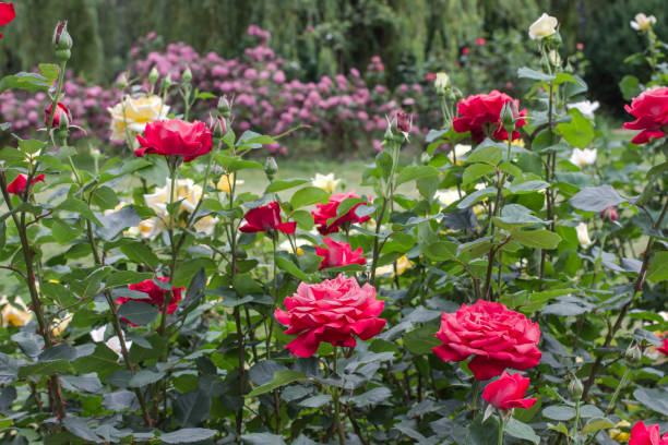 istock Beautiful rose bushes in park. 1250250752