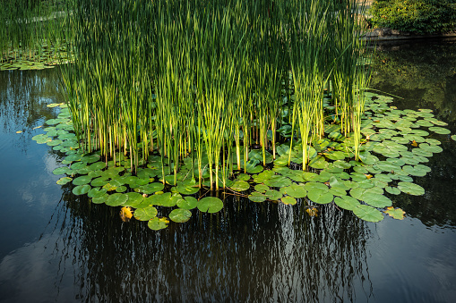 green reed fibers and water lilly leaves in the lake, reflections on the water surface