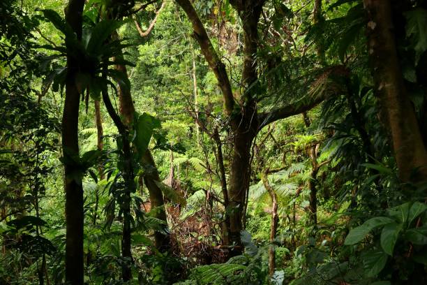 istock Guadeloupe rainforest hiking 1250251857