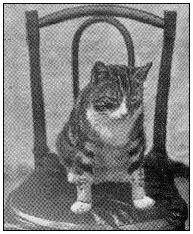 Antique photograph of British Navy and Army: Cat mascot