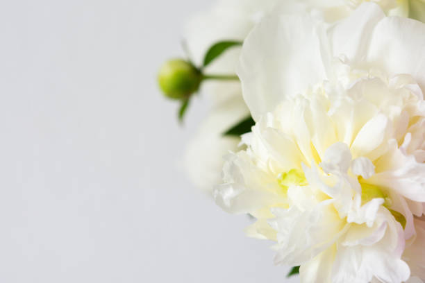 istock White peonies floral background 1250251988