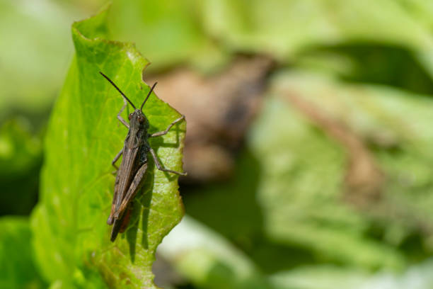 un grillo nero sulla lattuga - cricket locust grasshopper insect foto e immagini stock