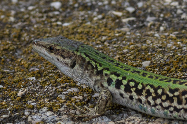 istock a close up of lizard 1250253852