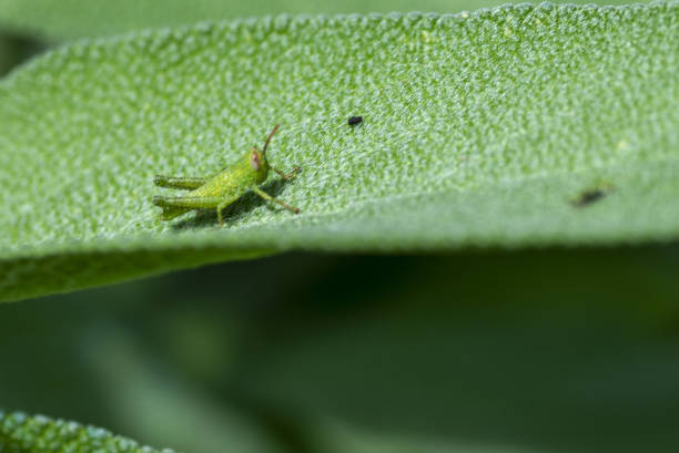 cricket verde su fogli di salvia - cricket locust grasshopper insect foto e immagini stock
