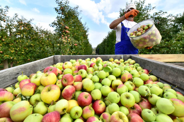 istock harvesting fresh apples on a plantation - workers, fruit trees and boxes of apples 1250254203