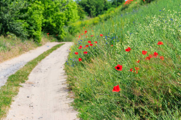 istock Dirt road along a green meadow 1250256976
