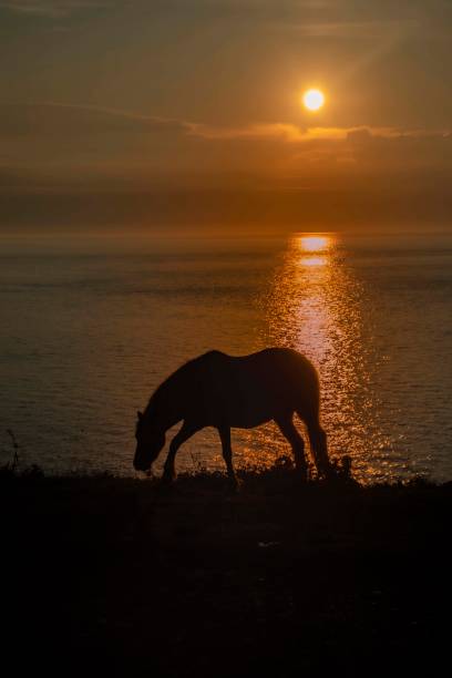 istock Silhouette Hoses against a sunset coastal sky 1250257997