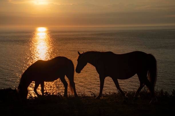 tuyaux de silhouette contre un ciel côtier de coucher du soleil - horse animal head animal sky photos et images de collection