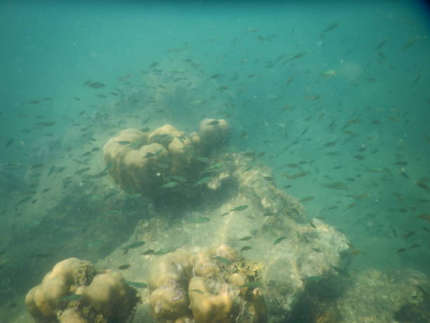 istock School of fish in Sihanoukville 1250259432