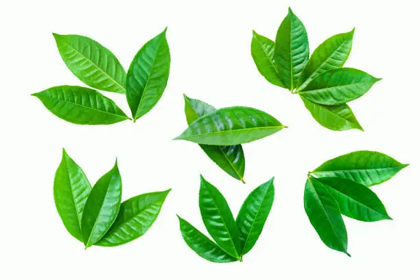 fresh green tea plant leaf on white background for design elements, Flat lay