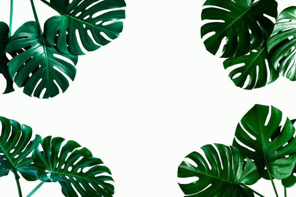 istock closeup Monstera leaf isolated on white background 1250261116