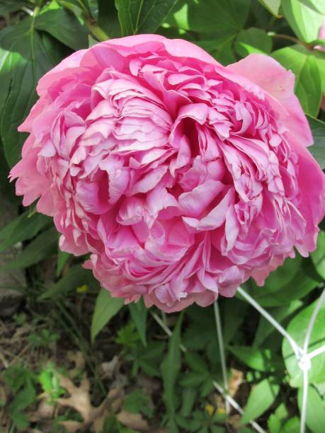 Bright Pink Peony Blossoming stock photo