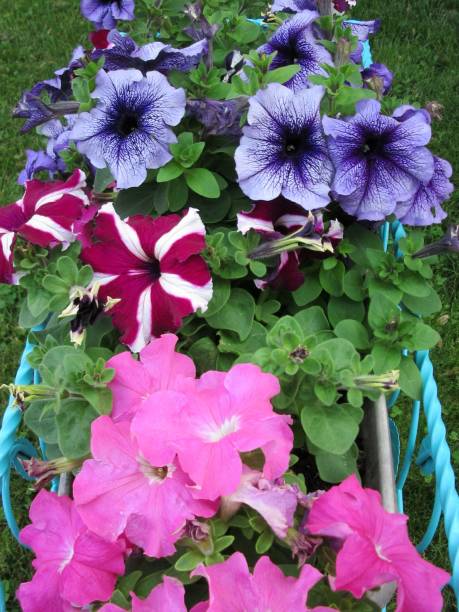 Pink and purple petunias in flower box stock photo
