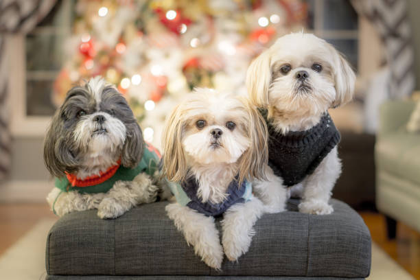 Shih Tzu Family at Christmas Shih Tzu Family at Christmas in Salem, OR, United States shih tzu stock pictures, royalty-free photos & images