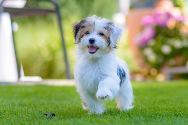istock Cute, happy puppy running on summer green grass 1250262900