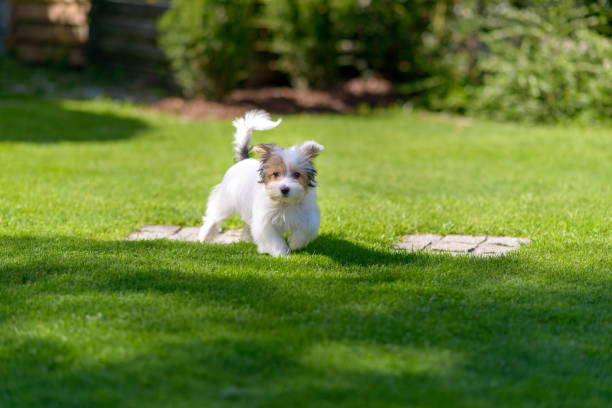 istock A cute, happy puppy running on green summer grass 1250262953