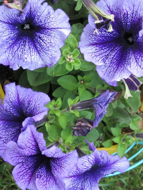 Bright purple petunias in closeup stock photo