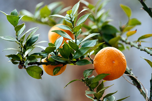 A close up of a chinotto plant. High quality photo
