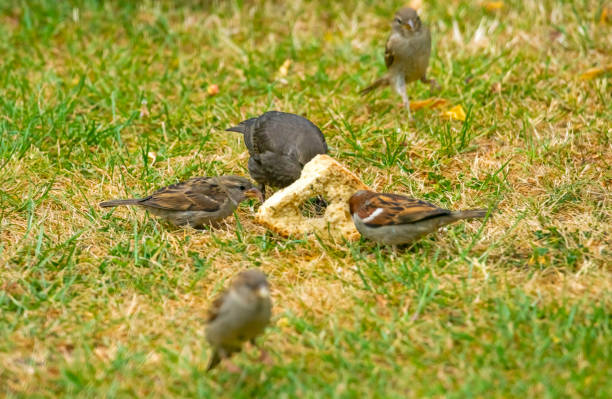 istock House sparrows and starling on a garden lawn 1250265274