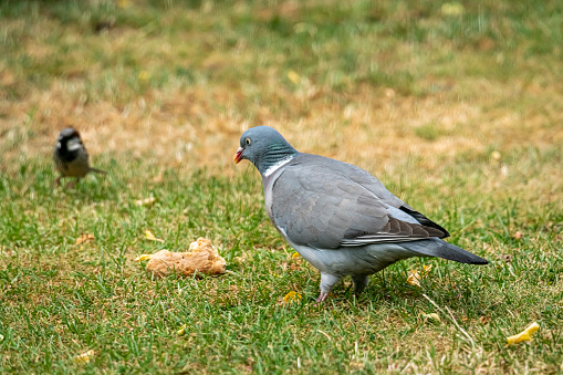 Wood pigeon eating bread on a garden lawn in Huntingdon, Cambridgeshire, UK.