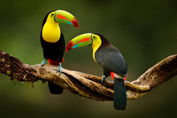 tucano sentado no ramo na floresta, vegetação verde, costa rica. viagem pela natureza na américa central. dois tucanos de bico de quilha, ramphastos sulfuratus, par de pássaros com grande conta. vida selvagem. - costa rica fotos - fotografias e filmes do acervo