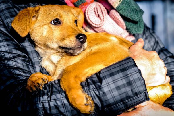 istock Man hands holding small dog in a shelter 1250266260
