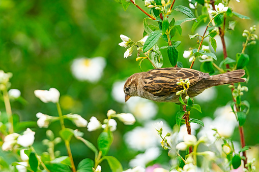 A female house sparrow in a group of wildflowers in an English country garden.