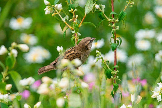 A female house sparrow in a group of wildflowers in an English country garden.