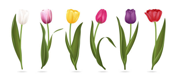 realistyczne szczegółowe 3d kolorowe tulipany buds set. wektor - flower white tulip blossom stock illustrations