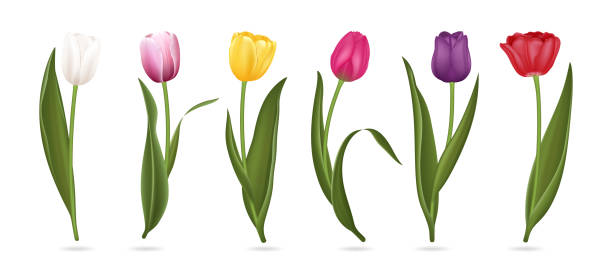 реалистичные подробные 3d красочные тюльпаны buds set. вектор - isolated spring red flower stock illustrations