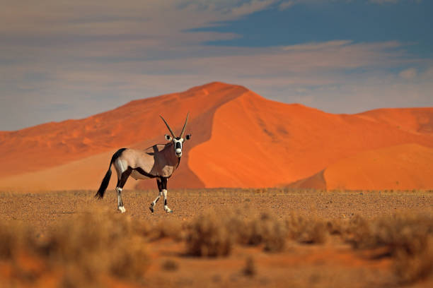 gemsbok con arena naranja duna puesta de sol puesta de sol. gemsbuck, oryx gazella, gran antílope en hábitat natural, sossusvlei, namibia. animales salvajes en la sabana. animal con cuerno de asta recto grande. - gemsbok antelope mammal nature fotografías e imágenes de stock