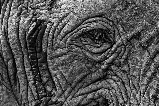Black and white Africa. Detail of big elephant. Wildlife scene from nature. Art view on nature. Eye close-up portrait of big mammal, Etosha NP, Namibia in Africa.
