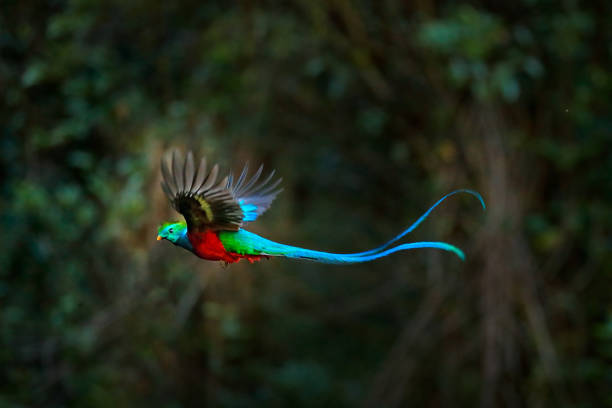 Flying Resplendent Quetzal, Pharomachrus mocinno, Costa Rica, with green forest in background. Magnificent sacred green and red bird. Action flight moment with Quetzal, beautiful exotic tropic bird. Flying Resplendent Quetzal, Pharomachrus mocinno, Costa Rica, with green forest in background. Magnificent sacred green and red bird. Action flight moment with Quetzal, beautiful exotic tropic bird. trogon stock pictures, royalty-free photos & images