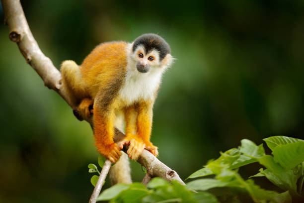 istock Squirrel monkey, Saimiri oerstedii, sitting on the tree trunky with green leaves, Corcovado NP, Costa Rica. Monkey in the tropic forest vegetation. Wildlife scene from nature. Beautiful cute animal. 1250268444