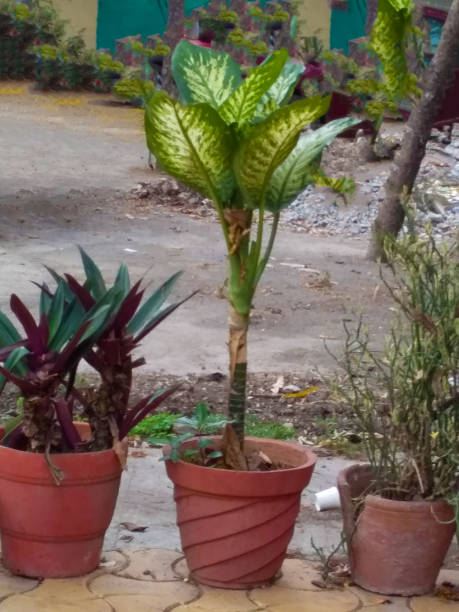 A variety in plants
